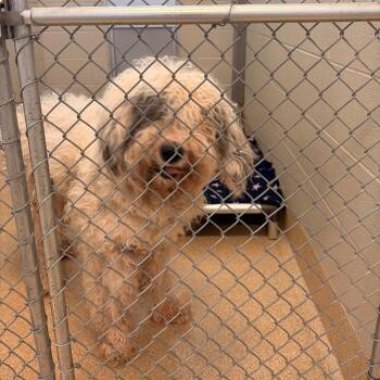Praline -  Old English Sheepdog and Poodle Dog for Adoption in Bristol, Indiana - Praline | PetCurious