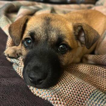 Crispito -  Mixed Breed Dog for Adoption in Otisfield, Maine - Crispito | PetCurious