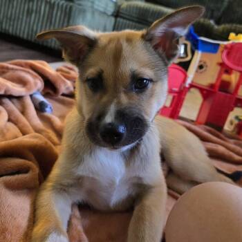 Chase -  Mixed Breed Dog for Adoption in Watertown, Wisconsin - Chase | PetCurious