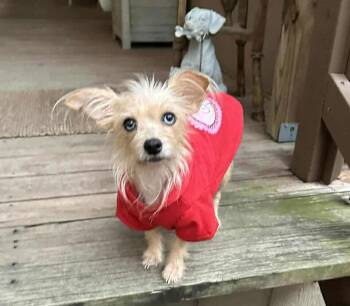 Yorkshire Terrier and Silky Terrier Dogs Available for Adoption - Bonnie *Arriving 2/7* | PetCurious