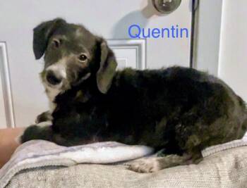 Chiweenie Dogs Available for Adoption in Fairfield, New Jersey - Quentin | PetCurious