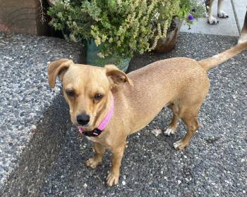 Sweetpea -  Chihuahua Dog for Adoption in North Vancouver, British Columbia - Sweetpea | PetCurious
