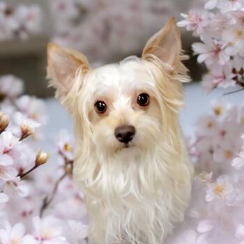 Yorkshire Terrier and Silky Terrier Dogs Available for Adoption - Finis | PetCurious