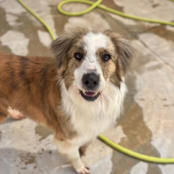 Border Collie and Mixed Breed Dogs Available for Adoption in Freeport, Florida - Albus | PetCurious
