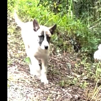 Maryanne 3 -  Mixed Breed Dog for Adoption in Parrish, Alabama - Maryanne 3 | PetCurious