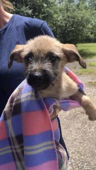 Judy -  Terrier Dog for Adoption in Medfield, Massachusetts - Judy | PetCurious