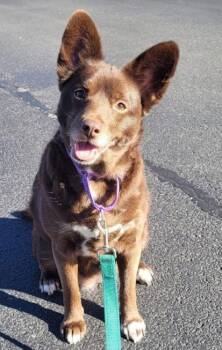 Carrie (5 Years Old) -  Husky and Pomeranian Dog for Adoption in Albany, New York - Carrie (5 Years Old) | PetCurious