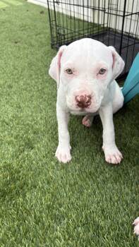 Rescue American Staffordshire Terrier and Mixed Breed Dogs for Adoption in Fort Worth, Texas - Amira | PetCurious