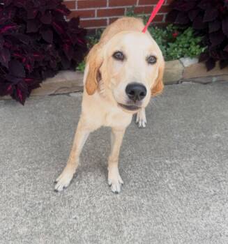 Butterfinger -  Labrador Retriever Dog for Adoption in Raleigh, North Carolina - Butterfinger | PetCurious
