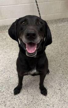 Jethro -  Coonhound and Labrador Retriever Dog for Adoption in Kansas City, Missouri - Jethro | PetCurious
