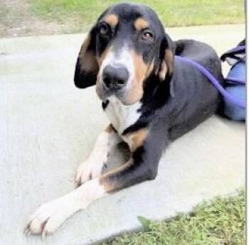 Black And Tan Coonhound Dogs Available for Adoption in Houston, Texas - DOLLY | PetCurious