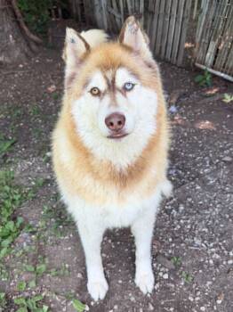 Sloth -  Siberian Husky Dog for Adoption in Martinsville, Indiana - Sloth | PetCurious