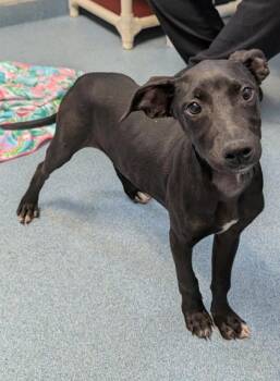 Grace -  Labrador Retriever and Mixed Breed Dog for Adoption in Taylorsville, North Carolina - Grace | PetCurious