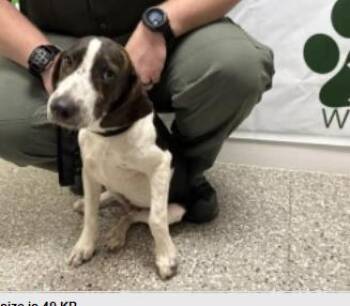 Slim -  Hound Dog for Adoption in Odessa, Florida - Slim | PetCurious