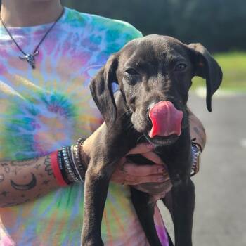 CHOCOLATE?! -  Chocolate Labrador Retriever Dog for Adoption in Gloucester, Virginia - CHOCOLATE?! | PetCurious