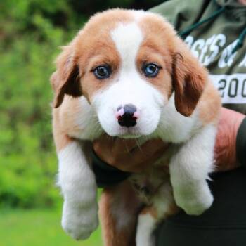 Australian Shepherd and Mixed Breed Dogs Available for Adoption in Stormville, New York - CT Double Bubble | PetCurious