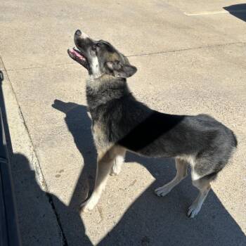Maya -  Mixed Breed Dog for Adoption in Pauls Valley, Oklahoma - Maya | PetCurious