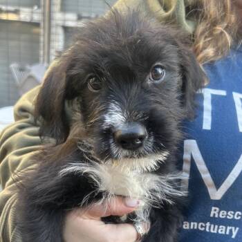 CORDELIA -  Terrier Dog for Adoption in Richmond, California - CORDELIA | PetCurious