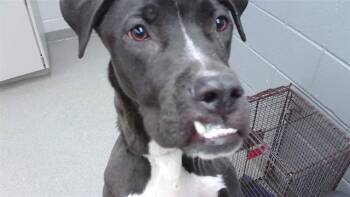 SIR -  Boxer and Mixed Breed Dog for Adoption in Omaha, Nebraska - SIR | PetCurious