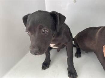Labrador Retriever Dogs Available for Adoption in Houston, Texas - A655483 | PetCurious