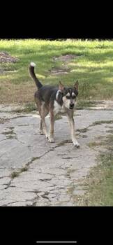 Rescue Husky and German Shepherd Dog Dogs for Adoption in Rosenberg, Texas - CASH | PetCurious