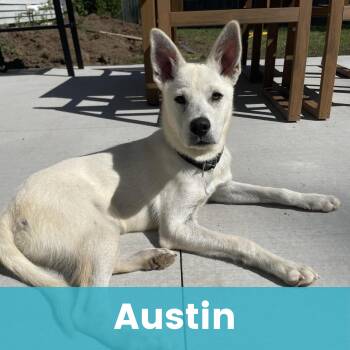 Rescue Mixed Breed Dogs for Adoption - Austin | PetCurious