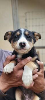 Mixed Breed Dogs Available for Adoption - Nala | PetCurious