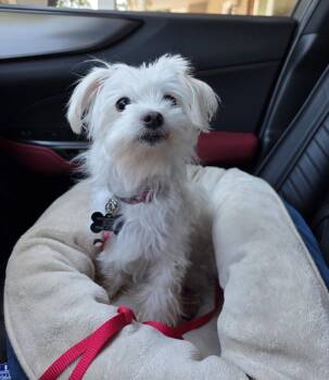 Rosie -  Maltese Dog for Adoption in Davis, California - Rosie | PetCurious