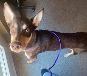 ISABELLA -  Collie and Siberian Husky Dog for Adoption in Tustin, California - ISABELLA | PetCurious