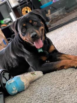 Kova -  Rottweiler Dog for Adoption in Livonia, Michigan - Kova | PetCurious