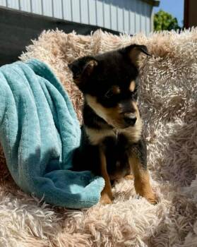 Sprig #5220 -  Australian Shepherd Dog Available for Adoption in Ontario, California - Sprig #5220 | PetCurious