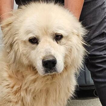 KENNEDY -  Great Pyrenees Dog for Adoption - KENNEDY | PetCurious