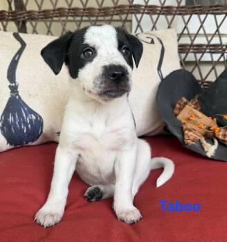 Taboo -  American Staffordshire Terrier Dog for Adoption in Blairstown, New Jersey - Taboo | PetCurious