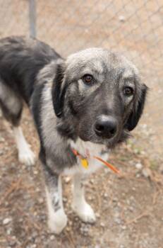 Joker -  Anatolian Shepherd and Great Pyrenees Dog for Adoption in Libby, Montana - Joker | PetCurious