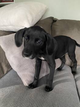 Mixed Breed Dogs Available for Adoption in Newport, Kentucky - Nora | PetCurious