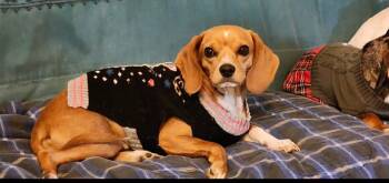 Addie -  Dachshund Dog for Adoption in Lucedale, Mississippi - Addie | PetCurious