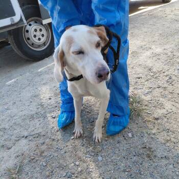 Huckleberry 6623 -  Coonhound Dog for Adoption in Loxahatchee Groves, Florida - Huckleberry 6623 | PetCurious