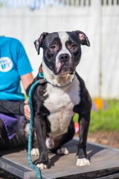 Hagan -  Mixed Breed Dog for Adoption in Chamblee, Georgia - Hagan | PetCurious