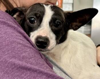 Chihuahua Dogs Available for Adoption - Mirabel  | PetCurious