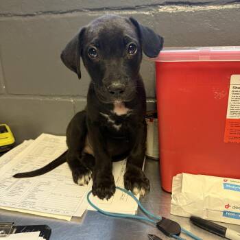 TUSC-Stray-84817 -  Labrador Retriever and Hound Dog for Adoption in Tuscaloosa, Alabama - TUSC-Stray-84817 | PetCurious