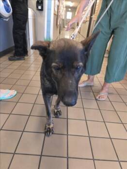 LUCILLE -  Belgian Shepherd Malinois and Mixed Breed Dog for Adoption in Burbank, California - LUCILLE | PetCurious