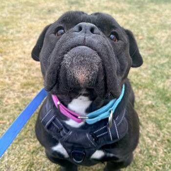 Pit Bull Terrier Dogs Available for Adoption - Lucas | PetCurious