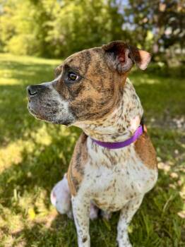 Bronx -  Mixed Breed Dog Available for Adoption in Midland, Michigan - Bronx | PetCurious