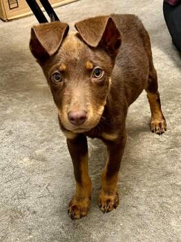 Catahoula Leopard Dog and Labrador Retriever Dogs Available for Adoption in Clinton, South Carolina - Hobbit | PetCurious
