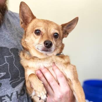 Fred -  Chihuahua Dog for Adoption in Rifle, Colorado - Fred | PetCurious