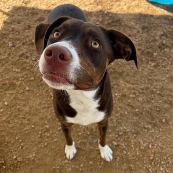 Laney KCAC #721.26 -  Border Collie and Mixed Breed Dog for Adoption in Kerrville, Texas - Laney KCAC #721.26 | PetCurious