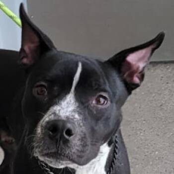 Mixed Breed Dogs Available for Adoption in Las Cruces, New Mexico - Notorious | PetCurious