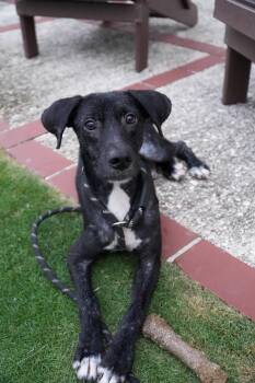 Rescue Greyhound Dogs for Adoption in Carolina, Carolina - Goodie - The Comeback Kid | PetCurious