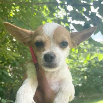 Mookie Jr. III -  Chihuahua Dog for Adoption in East St. Louis, Illinois - Mookie Jr. III | PetCurious