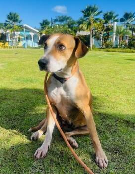 Rhodesian Ridgeback and Mixed Breed Dogs Available for Adoption - Shayla | PetCurious